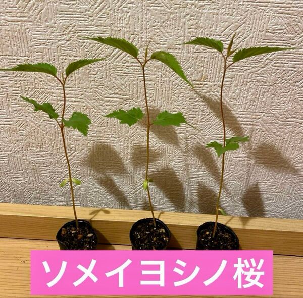 ソメイヨシノ桜4cm入り1株