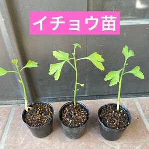 イチョウの苗木 抜き苗1株