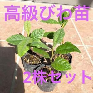 国産無農薬高級びわ苗 抜き苗2株 (虫食い葉焼け有り)