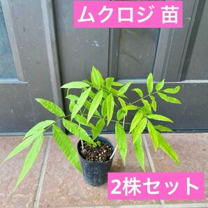 ムクロジ 抜き苗2株セット現品 2年目 大株 ネコポス発送