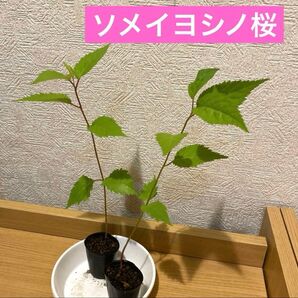 ソメイヨシノ桜4cm入り1株