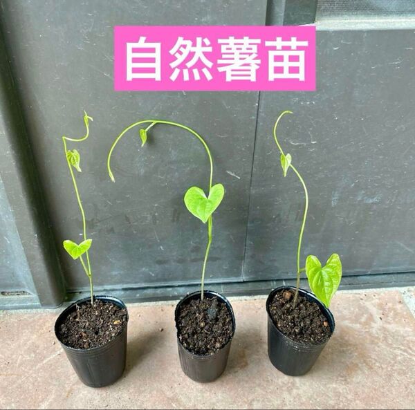 自然薯 赤ちゃん苗4cmポット入り 2株セット ムカゴ付き