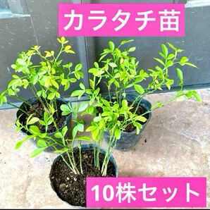 カラタチ抜き10苗株セット 2年目