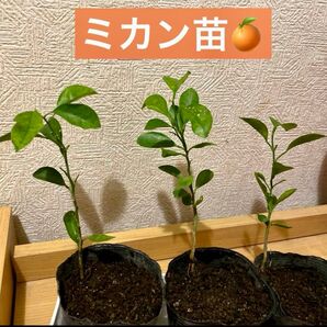 ミカン 抜き苗 1株 2年目