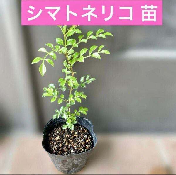シマトネリコ 抜き苗1株 2年目