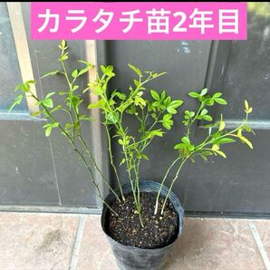 カラタチ抜き苗5株セット 2年目 大株