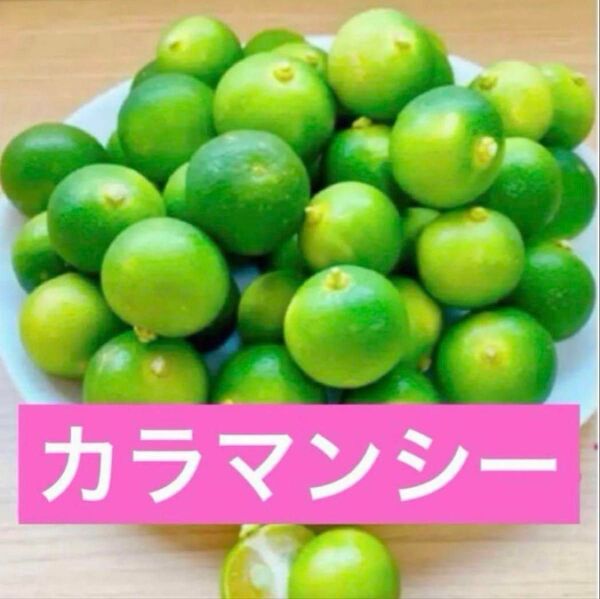 カラマンシー苗4cmポット入り1株 2年目