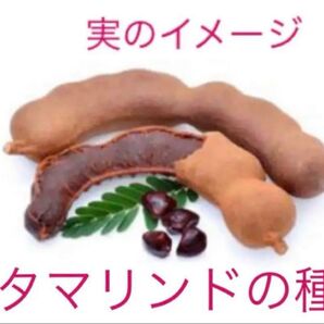 スイートタマリンドの種12粒