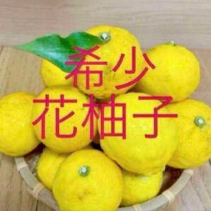 花柚子苗 抜き苗1株 2、3年目 葉焼けや虫食い有りC