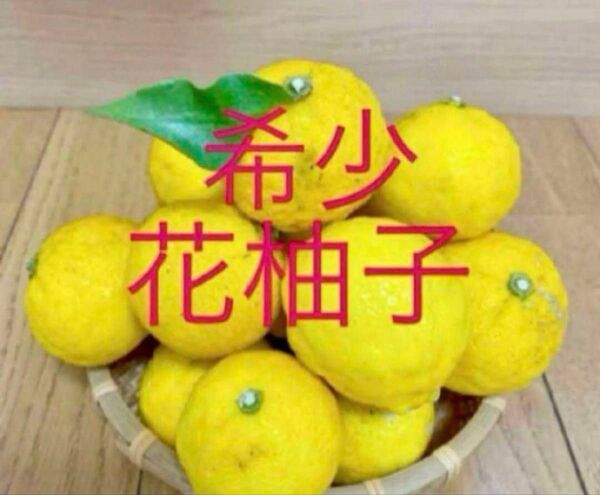 花柚子苗 抜き苗1株 2年目 葉焼けや虫食い有り