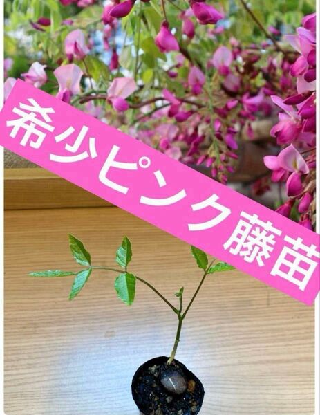 ピンク藤苗 4cmポット入り1株 品種不明