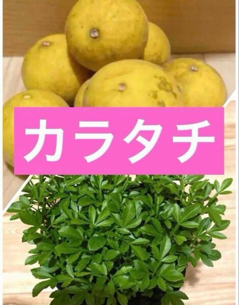 カラタチ 小苗 抜き苗8株