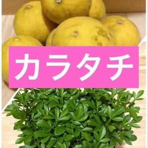 カラタチ 小苗 抜き苗8株