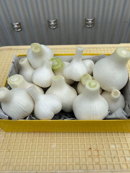 生ニンニク 愛知県産 訳あり