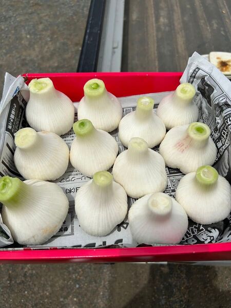 生ニンニク 愛知県産 訳あり