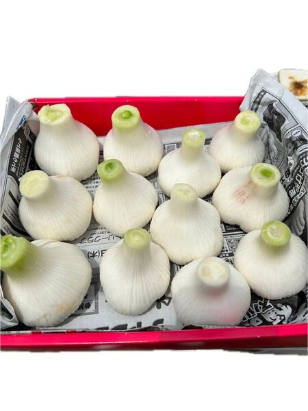 生ニンニク 生にんにく 愛知県産 訳あり