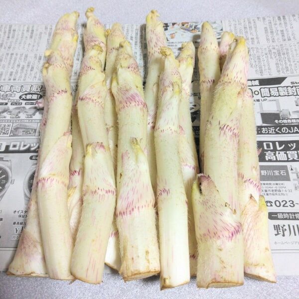 山菜 山うど(軟化栽培 無農薬)ウド 500g