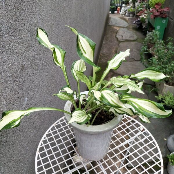 ホスタ(ギボウシ) 緑白ストライプ おまけ付き