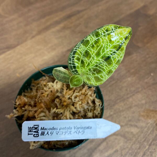 Jewel orchid Macodes petola ジュエルオーキッド 斑入りマコデスペトラ