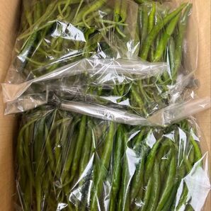 千葉県産青唐辛子 400g