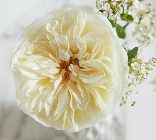 薔薇 バラ苗 イングリッシュローズ 接木苗 つぼみ付き 2年生