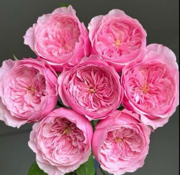 薔薇 バラ苗 イングリッシュローズ 挿木苗 キャリー 大きめ苗