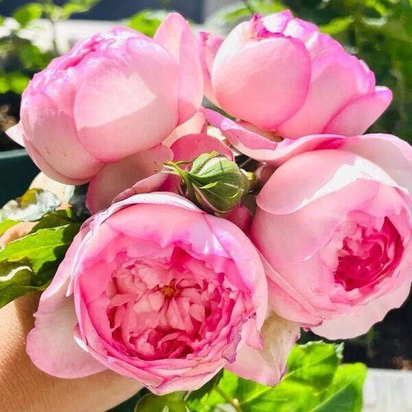 薔薇 バラ苗 イングリッシュローズ 元気な挿木苗