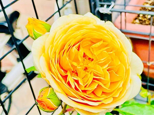 薔薇 バラ苗 イングリッシュローズ つるバラ 挿木苗