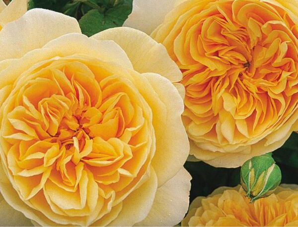 薔薇 バラ苗 イングリッシュローズ つるバラ 挿木苗