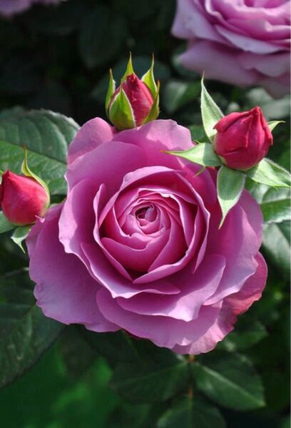薔薇 バラ苗 薄紫色のバラ 大きめ苗