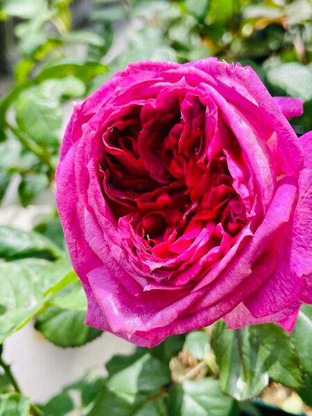 薔薇 バラ苗 いきいき挿木苗 Thierry Marx