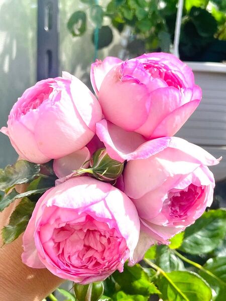 薔薇 バラ苗 イングリッシュローズ 元気な挿木苗