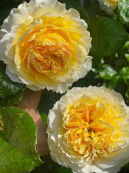 薔薇 バラ苗イングリッシュローズ 挿木苗