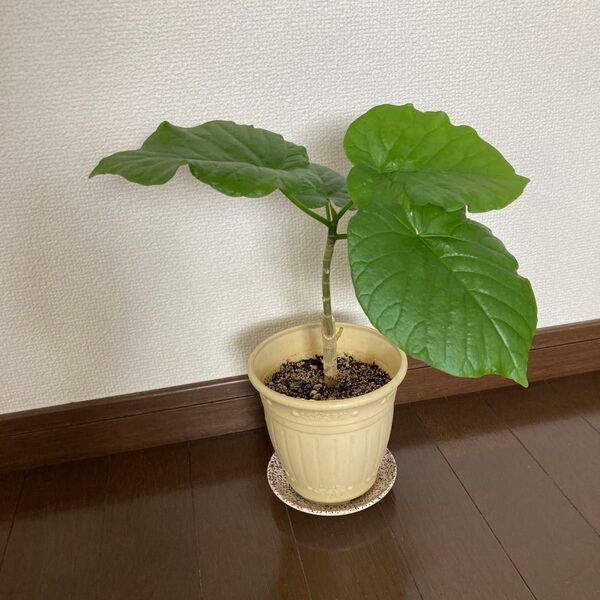 ウンベラータ 観葉植物 鉢付き