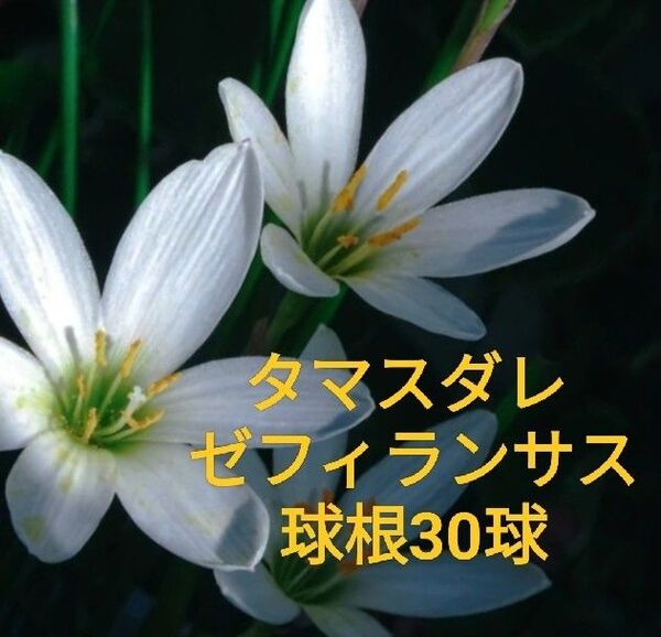 タマスダレ 玉すだれ 玉簾 ゼフィランサス 抜き苗 白花 約30球