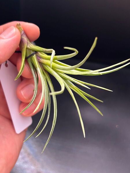 チランジア ブルーベルズ Tillandsia Blue Bells