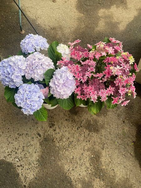 得々セット アジサイ 月虹ピンク 月影