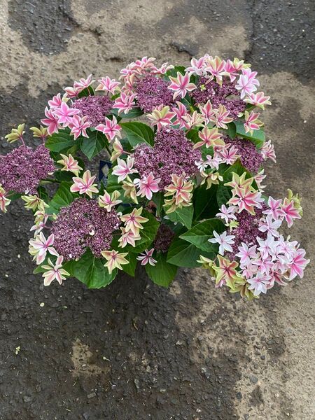アジサイ 月虹 ピンク