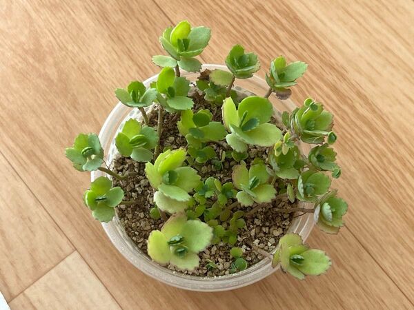 子宝草 多肉植物
