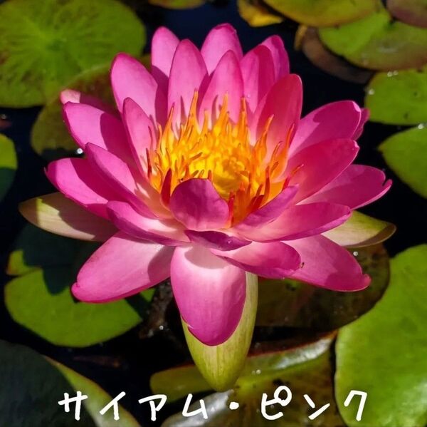 【青い森めだか】亜属間交配睡蓮・スイレン・水草「サイアム・ピンク」1株