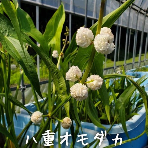 【青い森めだか】水生植物・水草「八重オモダカ」苗4つ