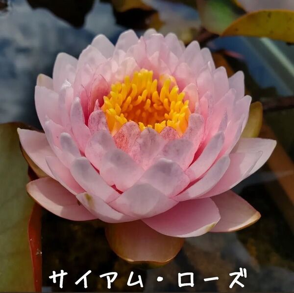【青い森めだか】耐寒性睡蓮・スイレン・水草「サイアム・ローズ」1株