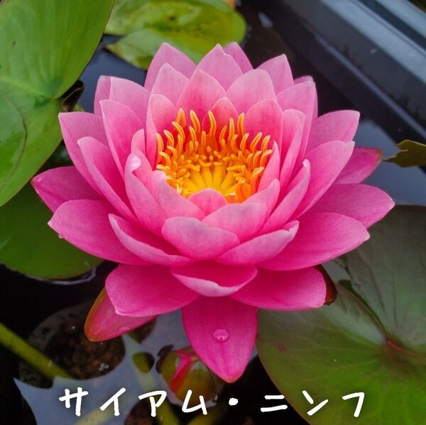 【青い森めだか】耐寒性睡蓮・スイレン・水草「サイアム・ニンフ」1株