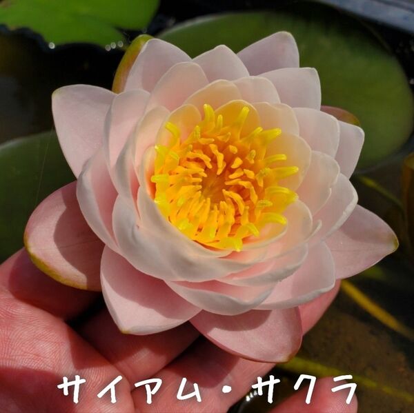 【青い森めだか】耐寒性睡蓮・スイレン・水草「サイアム・サクラ」1株