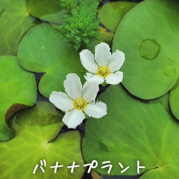 【青い森めだか】水生植物・水草「バナナプラント」3株