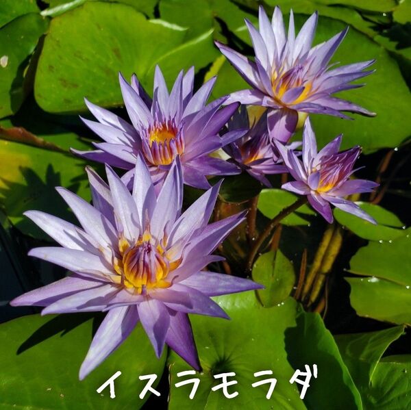 【青い森めだか】熱帯睡蓮・スイレン・水草「イスラモラダ」ムカゴ2つ
