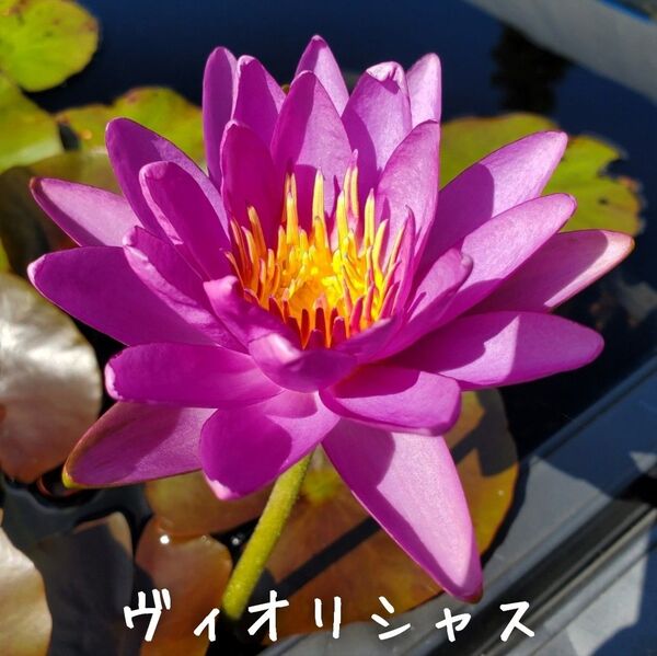 【青い森めだか】亜属間交配睡蓮・スイレン・水草「ヴィオリシャス」1株