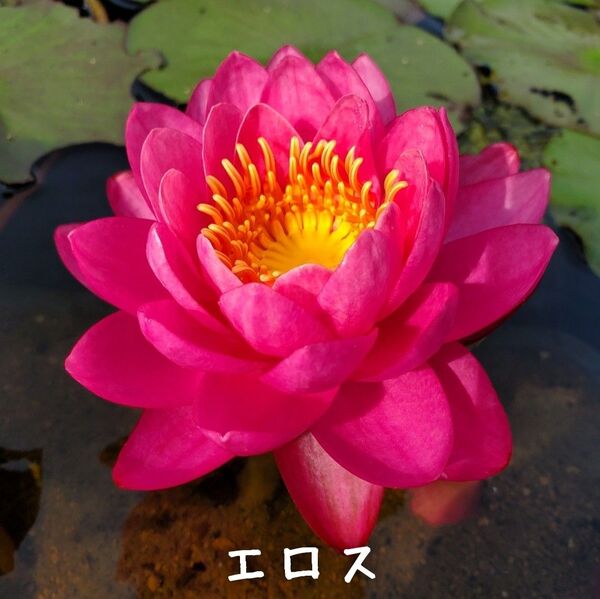 【青い森めだか】耐寒性睡蓮・スイレン・水草「エロス」1株
