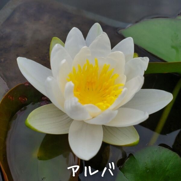 【青い森めだか】耐寒性睡蓮・原種・スイレン・水草「アルバ」1株