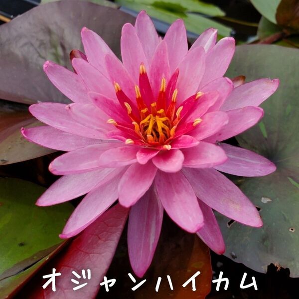 【青い森めだか】耐寒性睡蓮・スイレン・水草「オジャンハイカム」1株